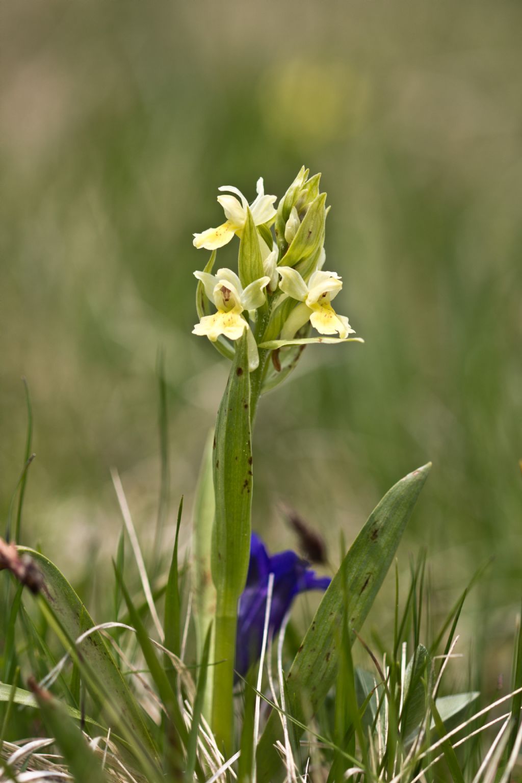 Dactylorhiza sambucina e Orchis militaris